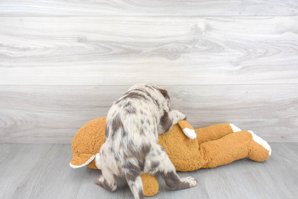 Little Labrador Poodle Mix Puppy