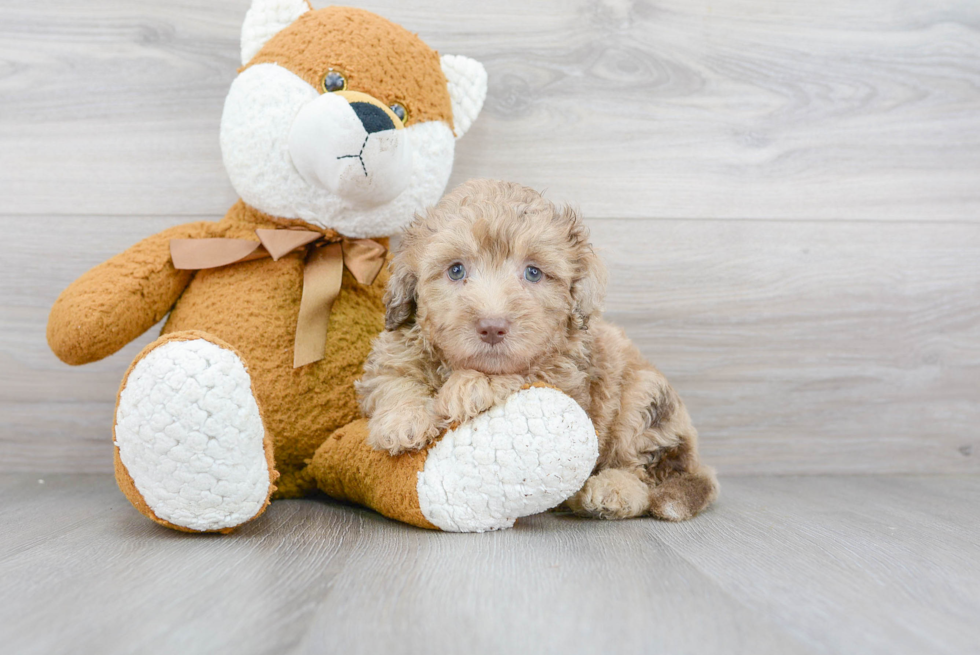 Happy Mini Labradoodle Baby