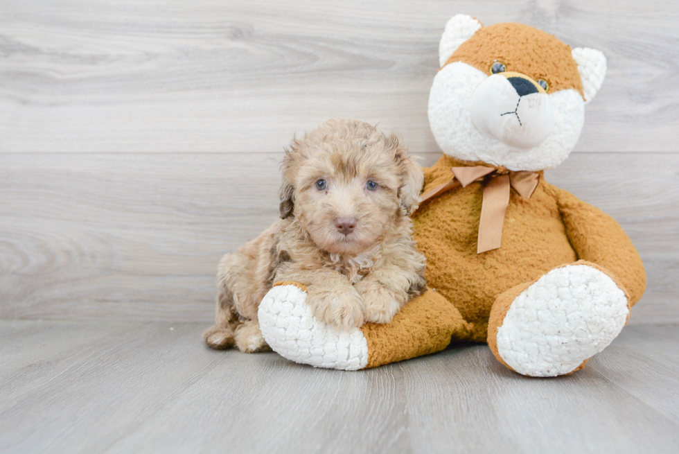 Best Mini Labradoodle Baby