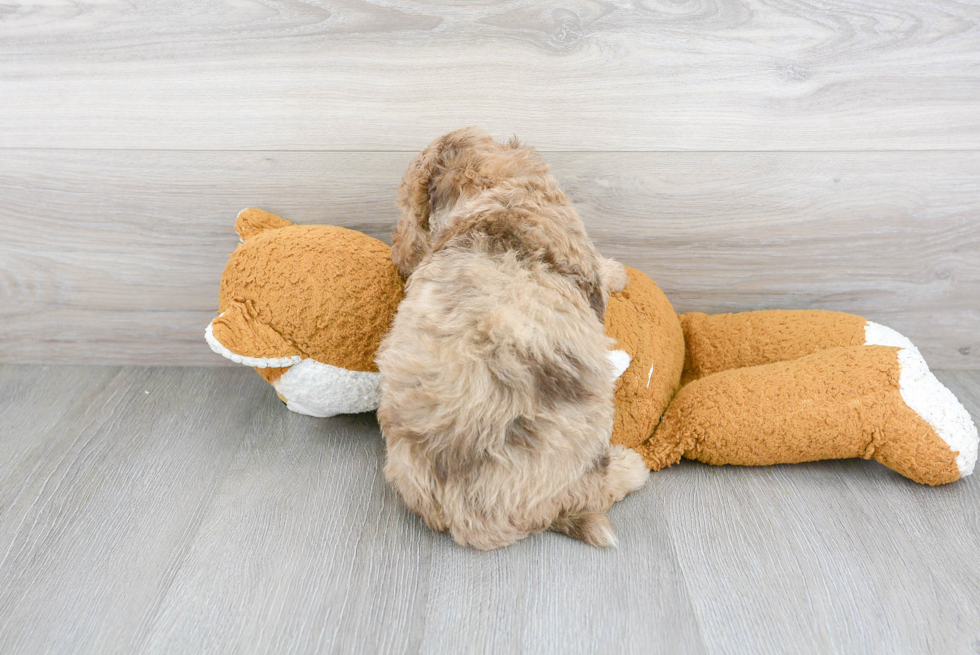 Mini Labradoodle Pup Being Cute