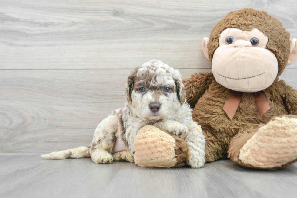 Fluffy Mini Labradoodle Poodle Mix Pup