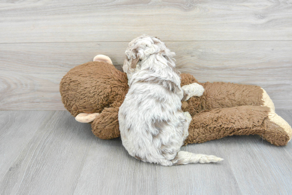 Friendly Mini Labradoodle Baby