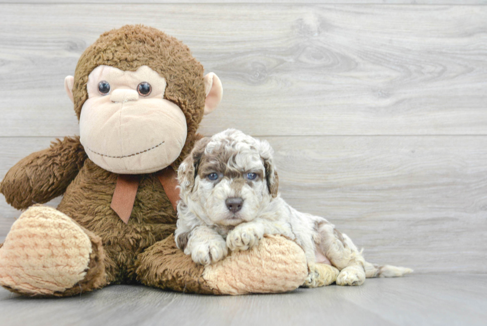 Friendly Mini Labradoodle Baby