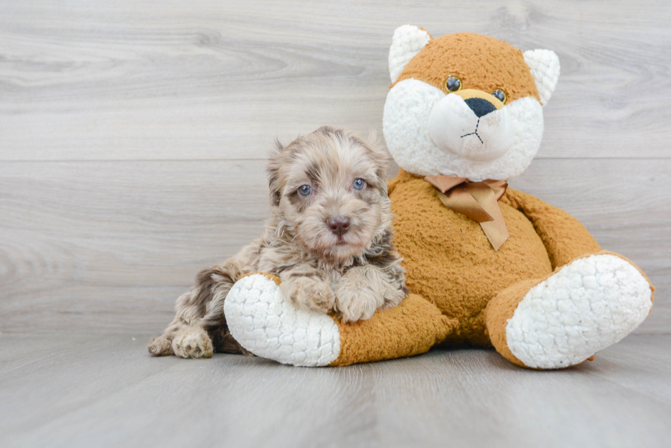 Cute Mini Labradoodle Baby