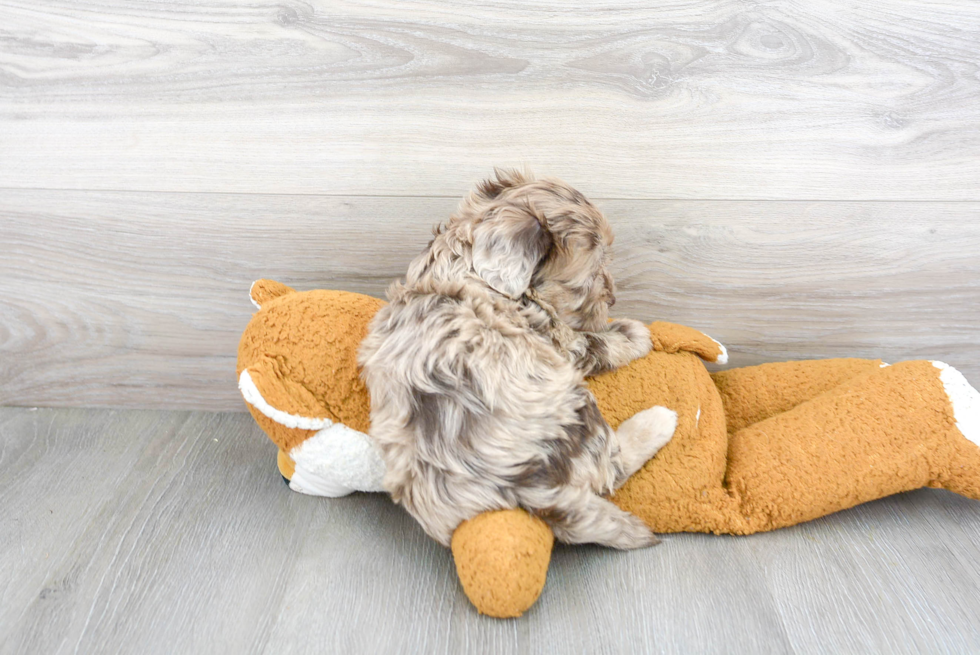 Playful Labrador Poodle Mix Puppy