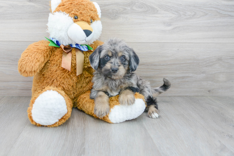 Best Mini Labradoodle Baby