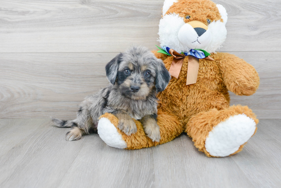 Best Mini Labradoodle Baby