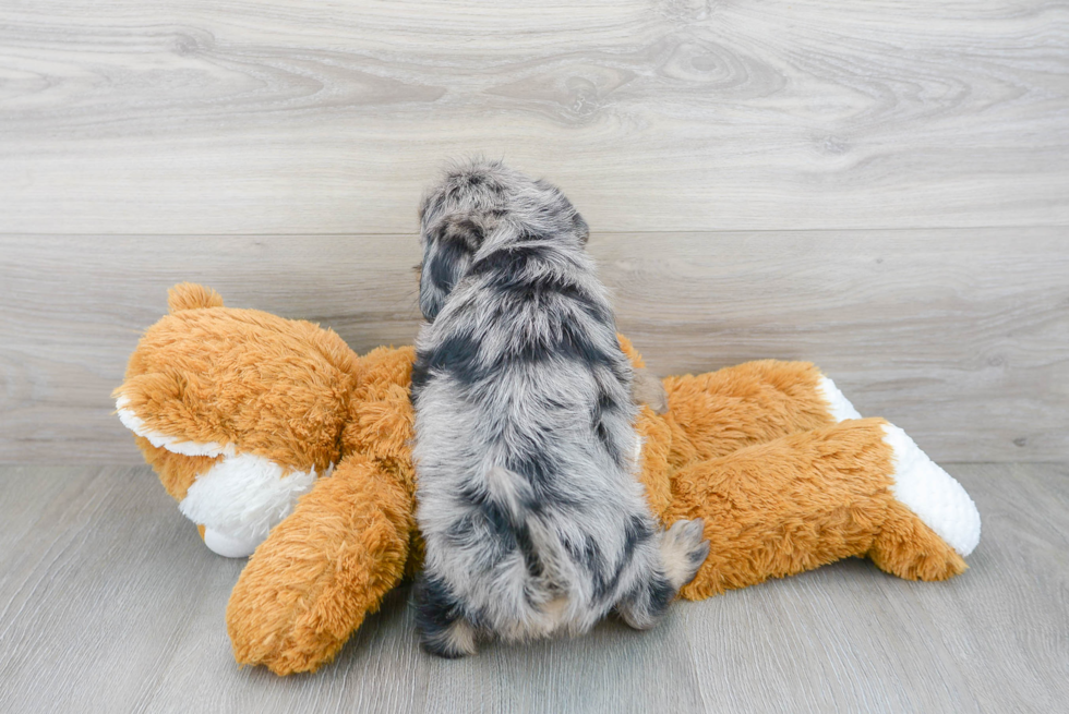 Best Mini Labradoodle Baby