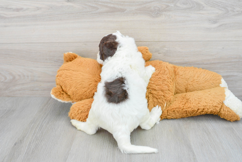Playful Labrador Poodle Mix Puppy
