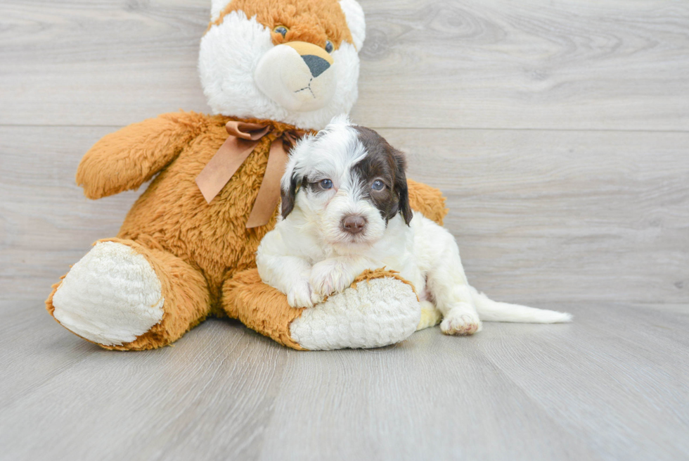 Best Mini Labradoodle Baby
