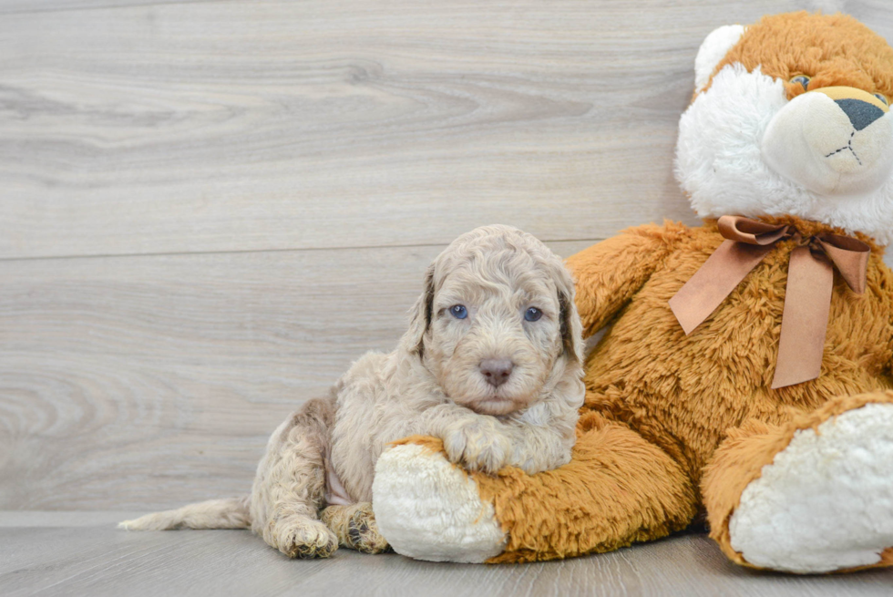 Mini Labradoodle Pup Being Cute