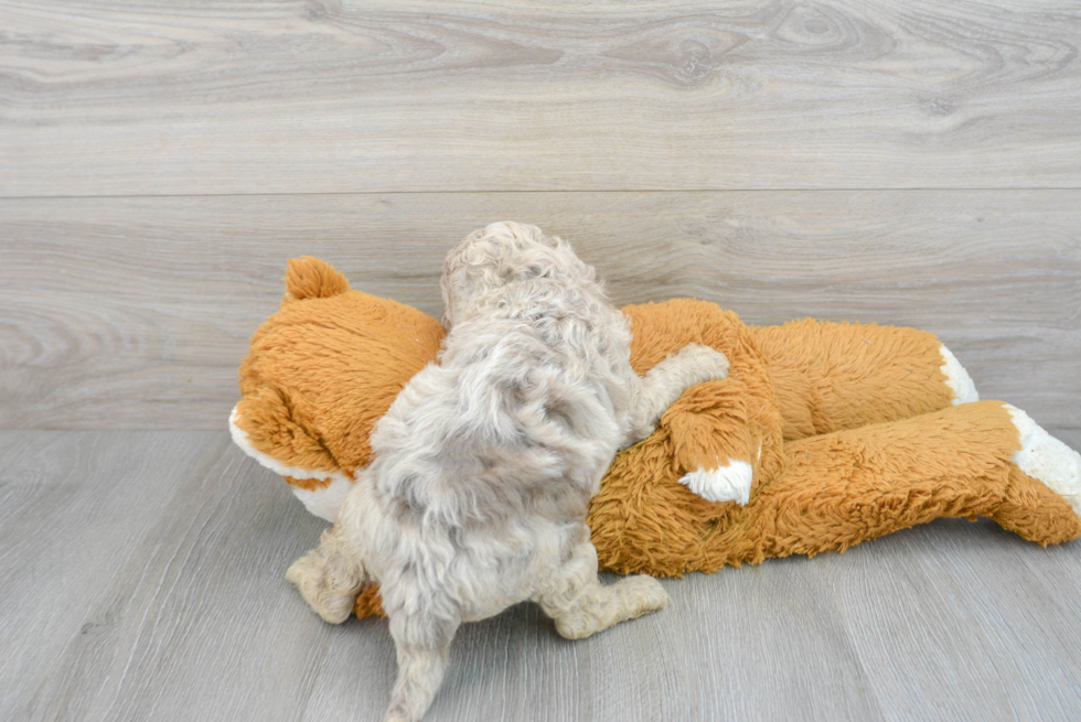 Popular Mini Labradoodle Poodle Mix Pup