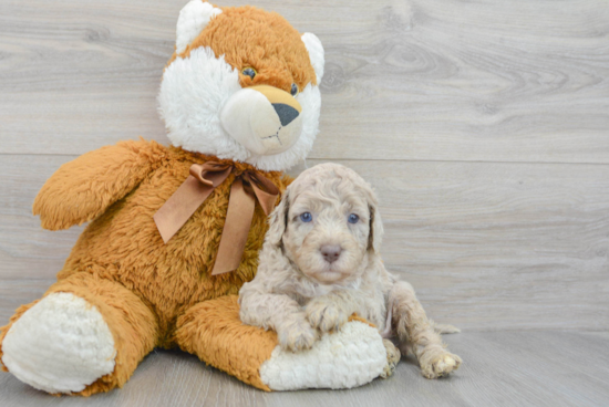 Fluffy Mini Labradoodle Poodle Mix Pup