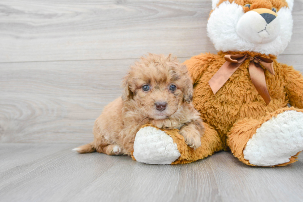 Little Labrador Poodle Mix Puppy
