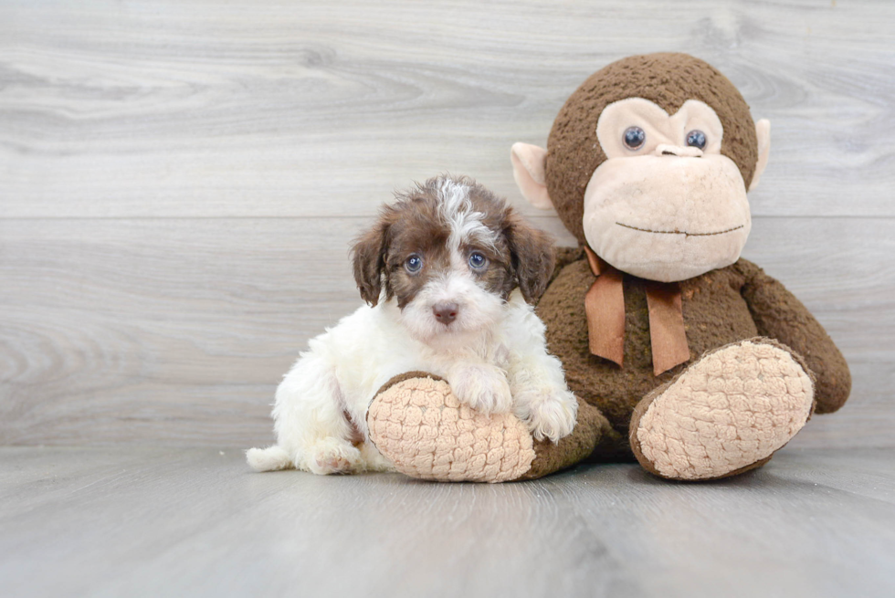 Mini Labradoodle Puppy for Adoption