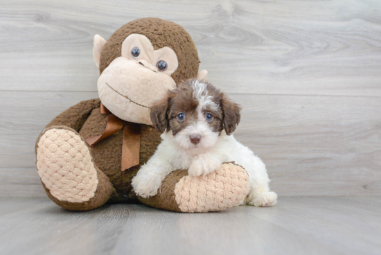 Adorable Labrador Poodle Mix Puppy