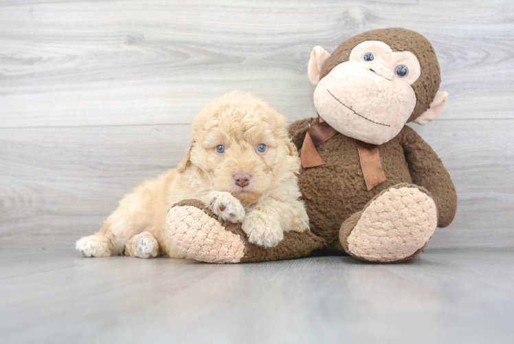 Small Mini Labradoodle Baby