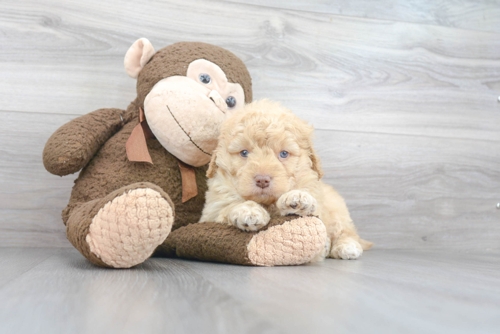Best Mini Labradoodle Baby