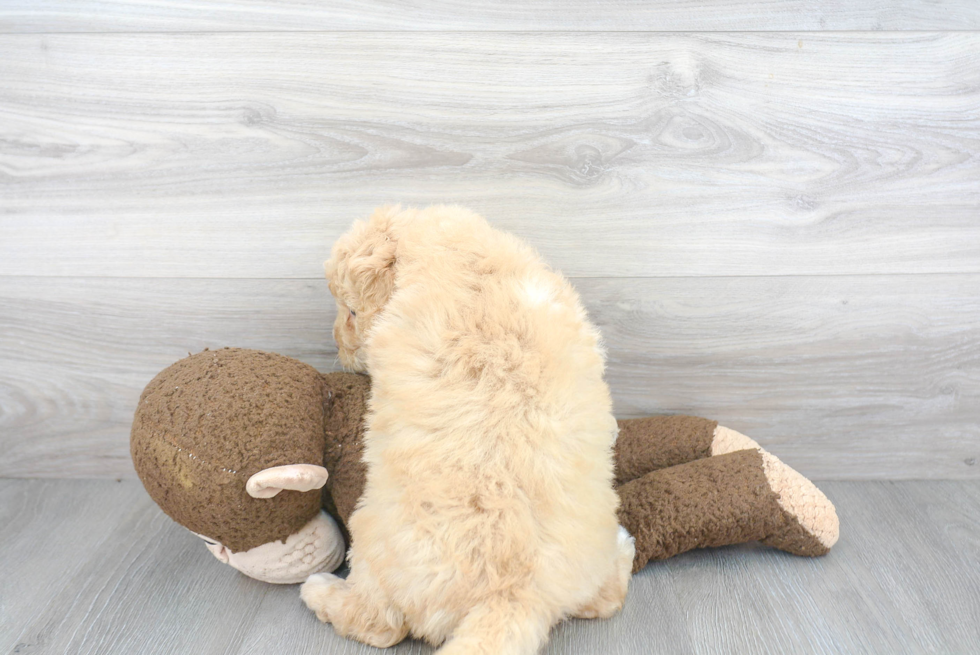 Mini Labradoodle Pup Being Cute