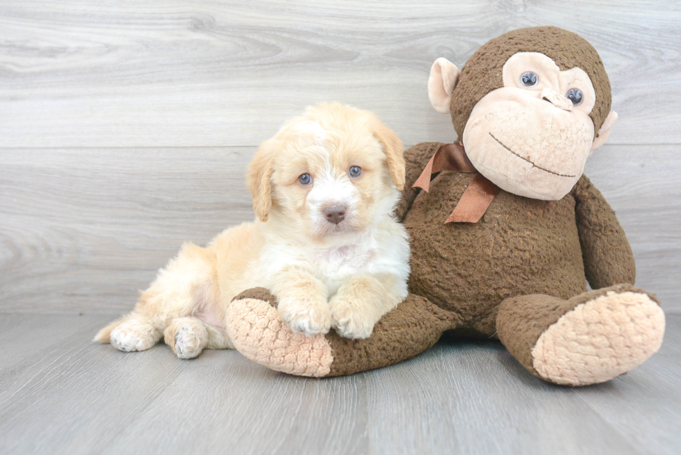 Best Mini Labradoodle Baby