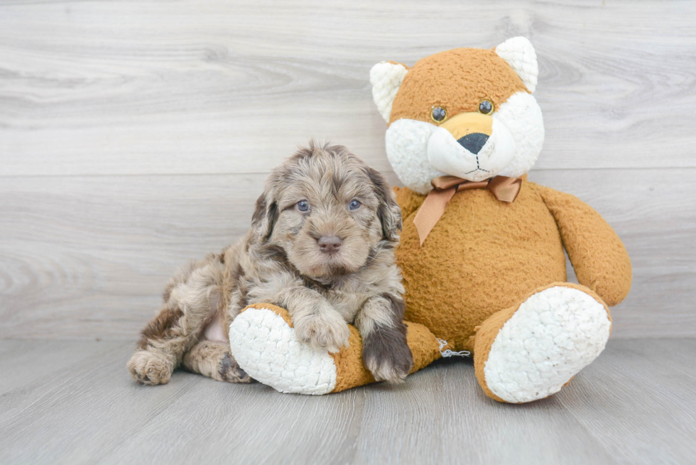 Popular Mini Labradoodle Poodle Mix Pup