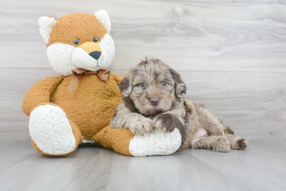 Best Mini Labradoodle Baby