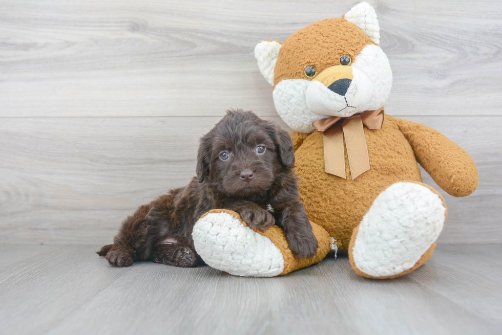 Little Labrador Poodle Mix Puppy