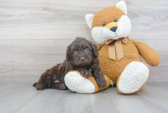 Little Labrador Poodle Mix Puppy