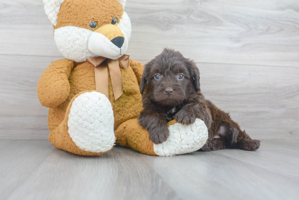 Friendly Mini Labradoodle Baby