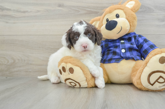 Mini Labradoodle Pup Being Cute