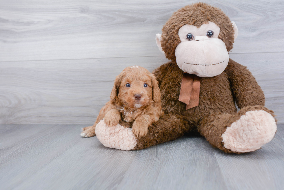 Playful Labrador Poodle Mix Puppy