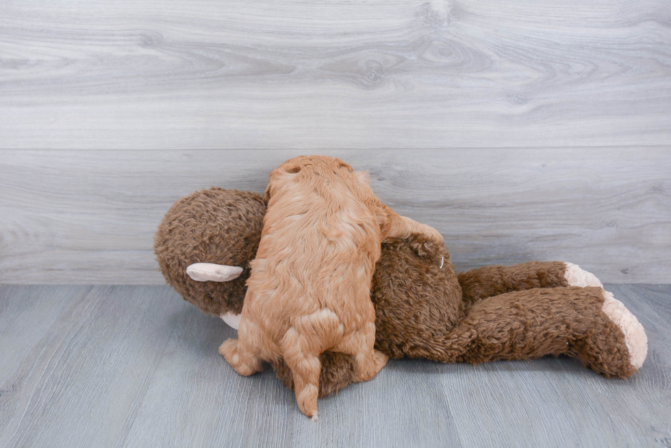 Petite Mini Labradoodle Poodle Mix Pup