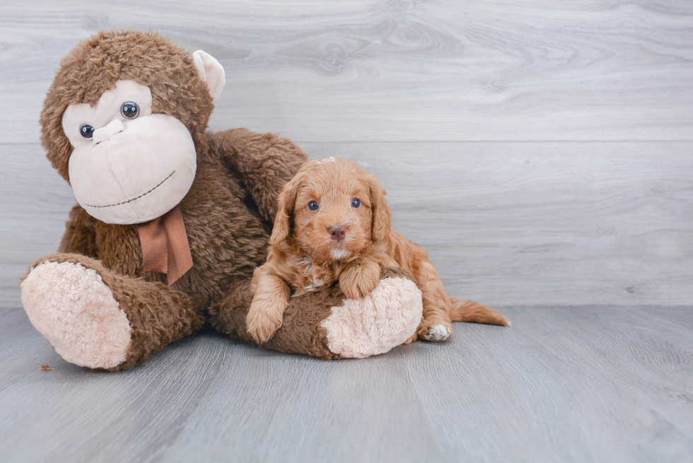 Best Mini Labradoodle Baby