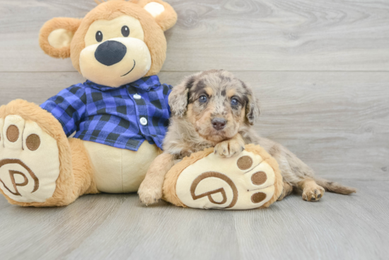 Popular Mini Labradoodle Poodle Mix Pup
