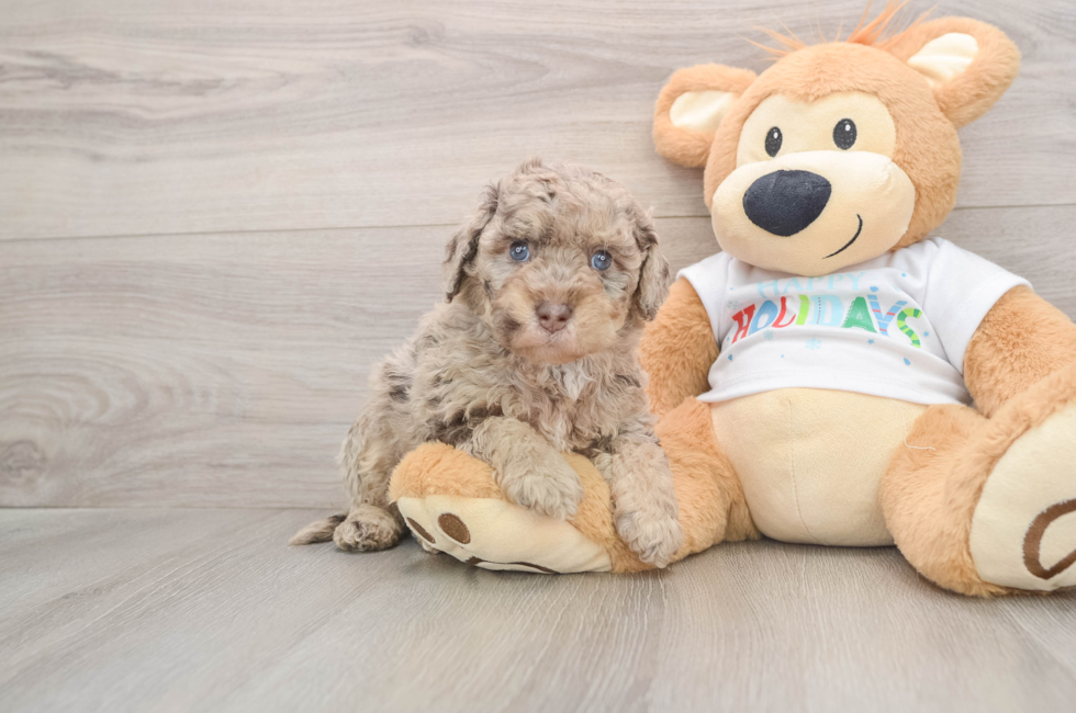 5 week old Mini Labradoodle Puppy For Sale - Premier Pups