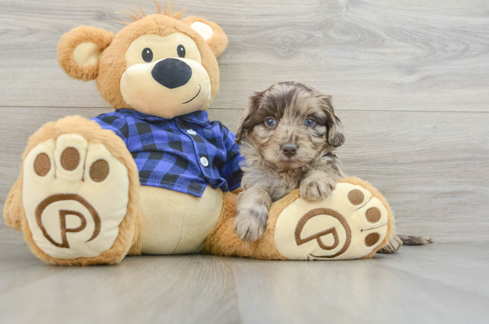 6 week old Mini Labradoodle Puppy For Sale - Premier Pups