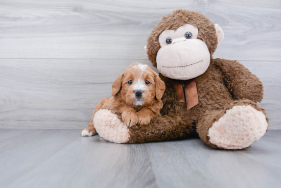 Mini Labradoodle Pup Being Cute