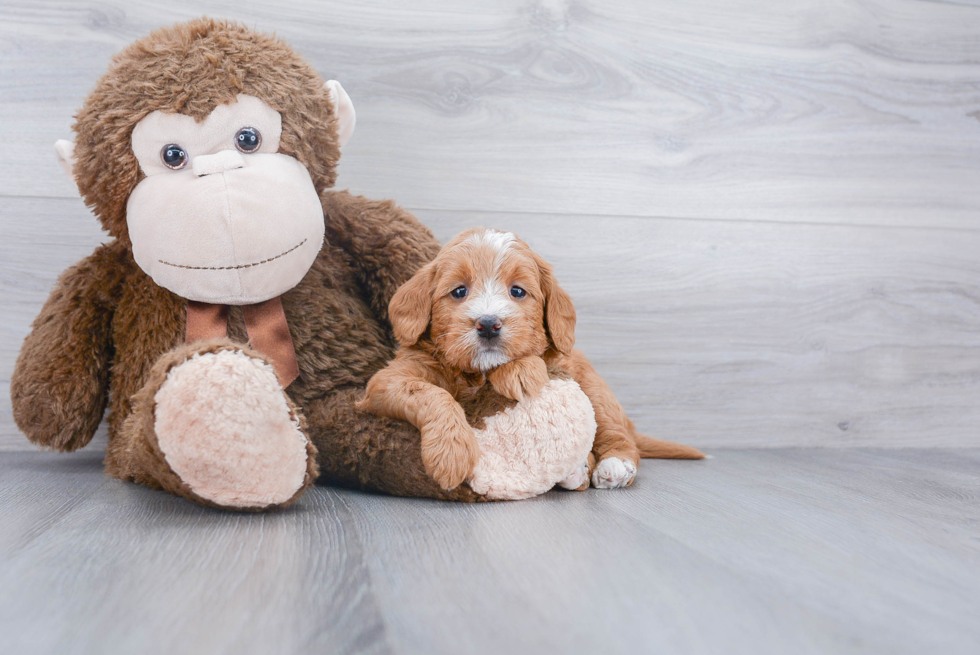 Mini Labradoodle Pup Being Cute