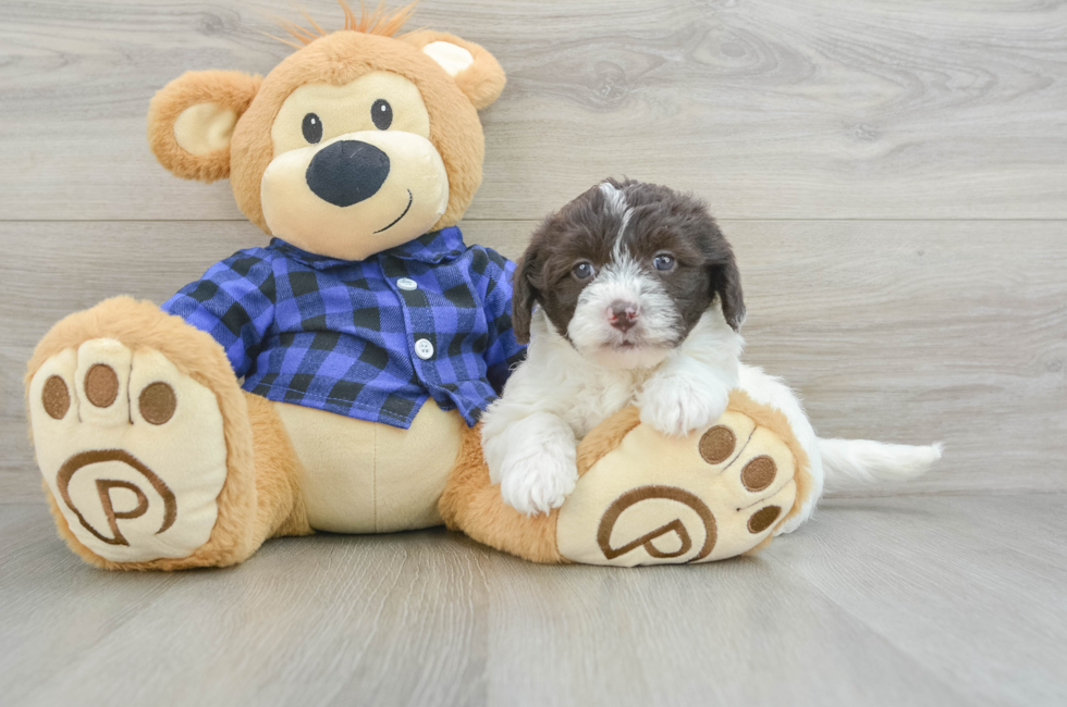 6 week old Mini Labradoodle Puppy For Sale - Premier Pups