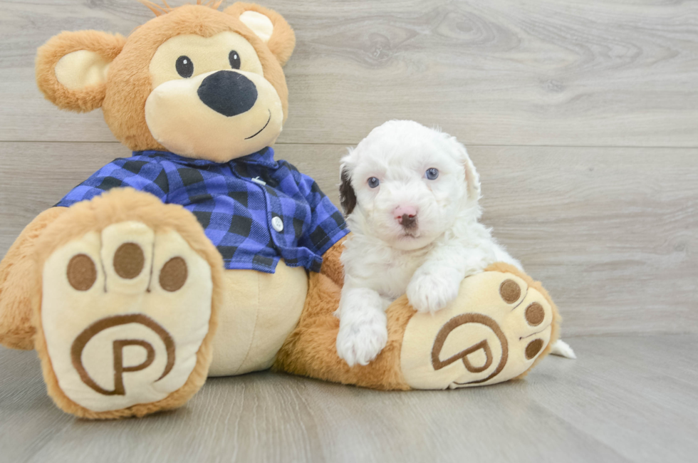 6 week old Mini Labradoodle Puppy For Sale - Premier Pups