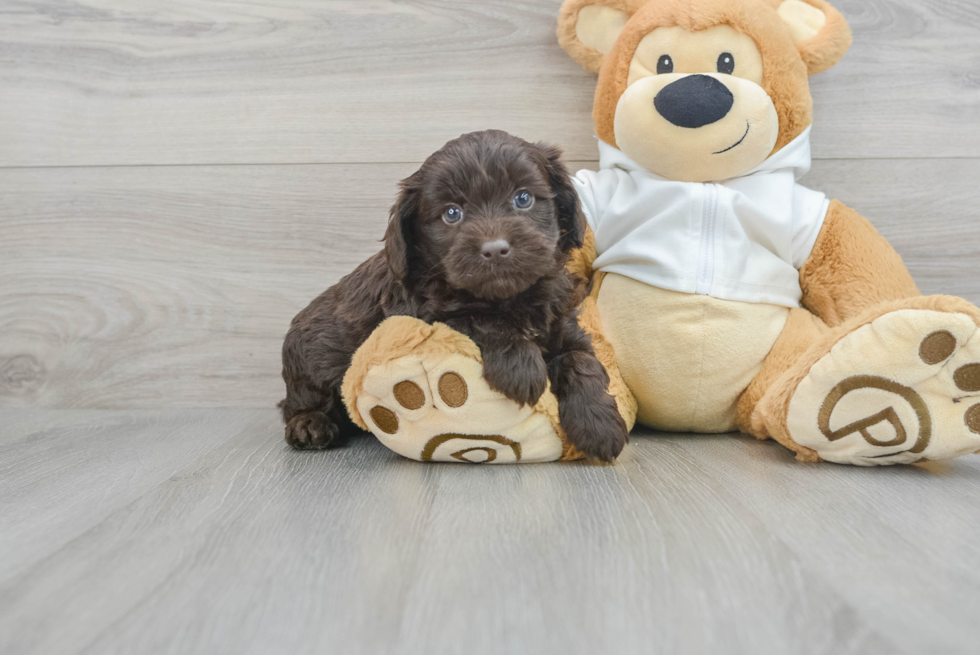 Petite Mini Labradoodle Poodle Mix Pup