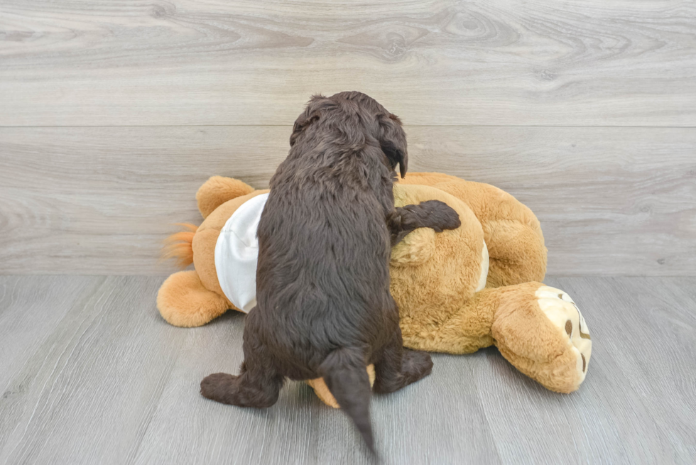 Little Labrador Poodle Mix Puppy