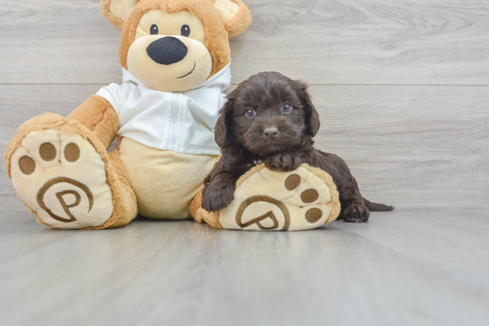 Fluffy Mini Labradoodle Poodle Mix Pup