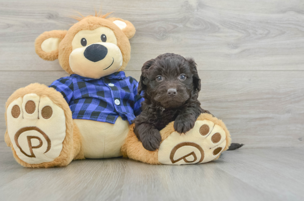 6 week old Mini Labradoodle Puppy For Sale - Premier Pups