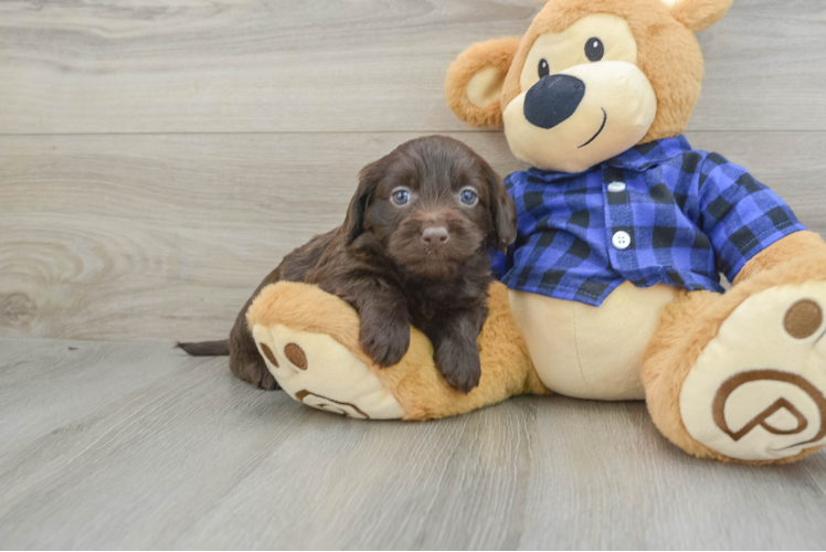 Energetic Labrapoo Poodle Mix Puppy