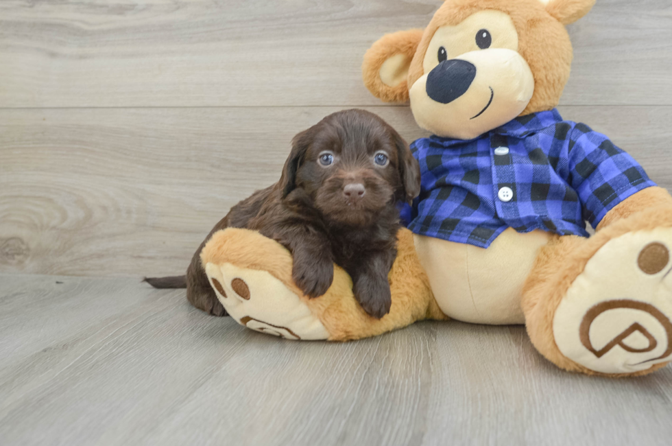 6 week old Mini Labradoodle Puppy For Sale - Premier Pups