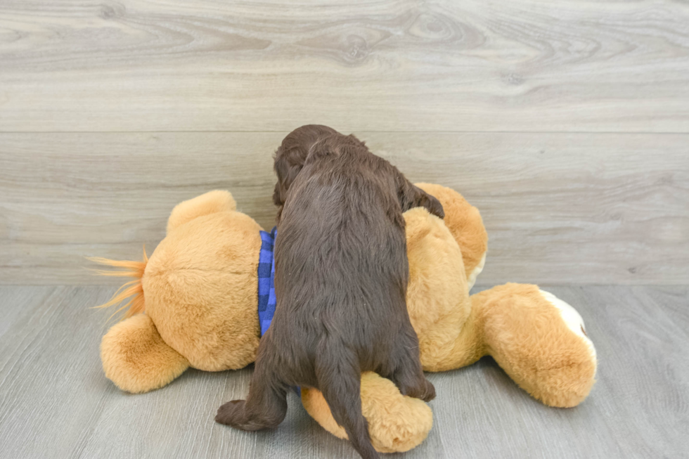 Mini Labradoodle Pup Being Cute