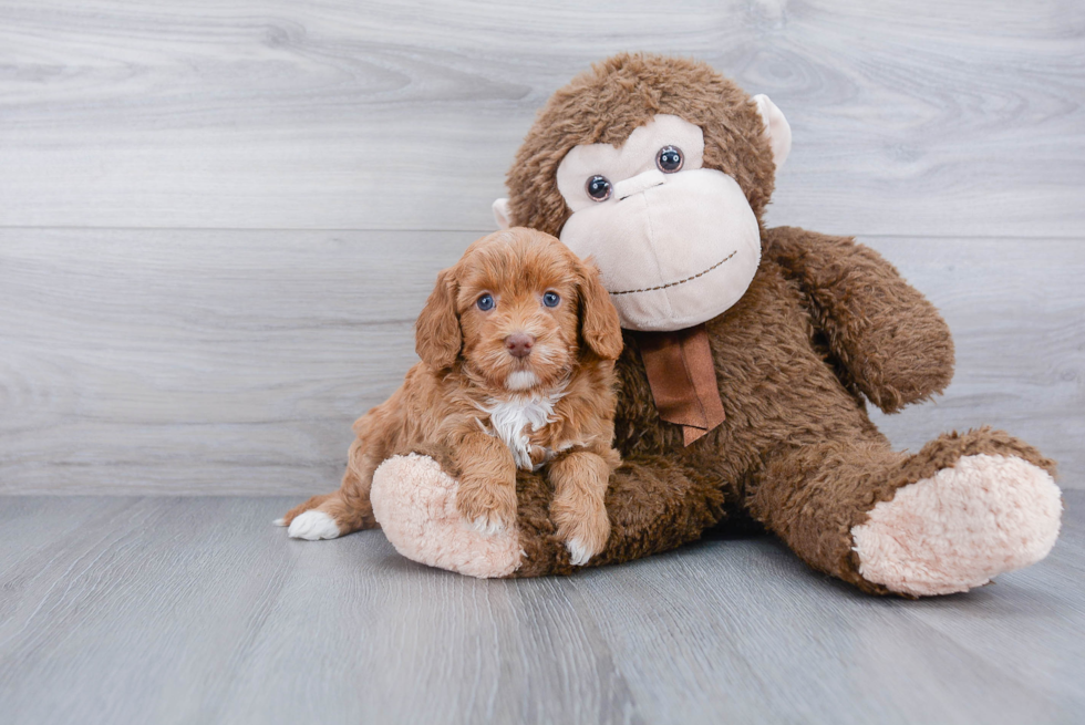 Sweet Mini Labradoodle Baby