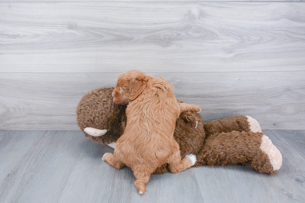 Petite Mini Labradoodle Poodle Mix Pup