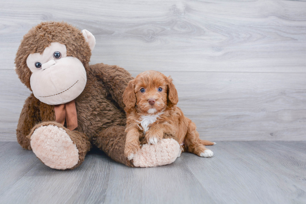 Happy Mini Labradoodle Baby